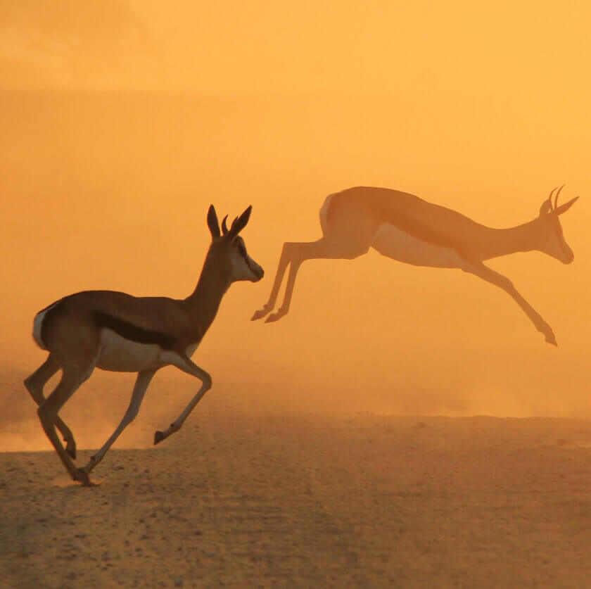 Antelope Jumping