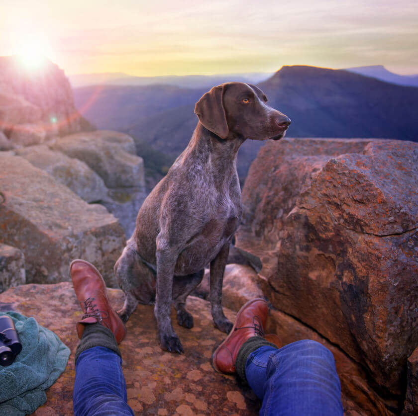 Dog on Mountain